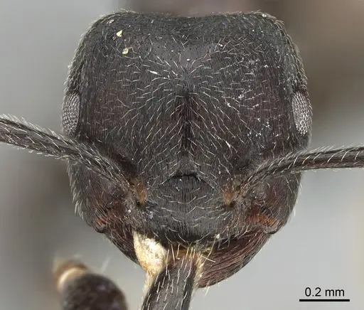 Crematogaster chiarinii specimen CASENT0824781 image casent0824781_2