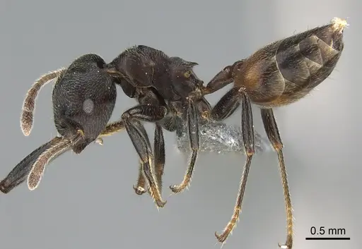 Crematogaster chiarinii specimen CASENT0824781 image casent0824781_3