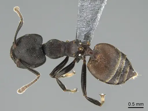 Crematogaster chiarinii specimen CASENT0824782 image casent0824782_1