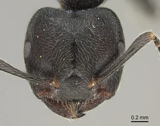 Crematogaster chiarinii specimen CASENT0824782 image casent0824782_2
