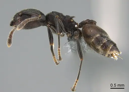 Crematogaster chiarinii specimen CASENT0824782 image casent0824782_3