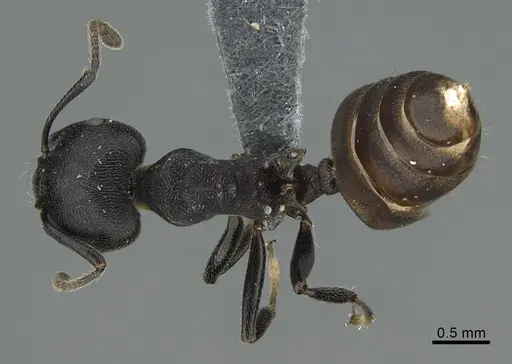 Crematogaster chiarinii specimen CASENT0824852 image casent0824852_1