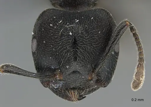 Crematogaster chiarinii specimen CASENT0824852 image casent0824852_2