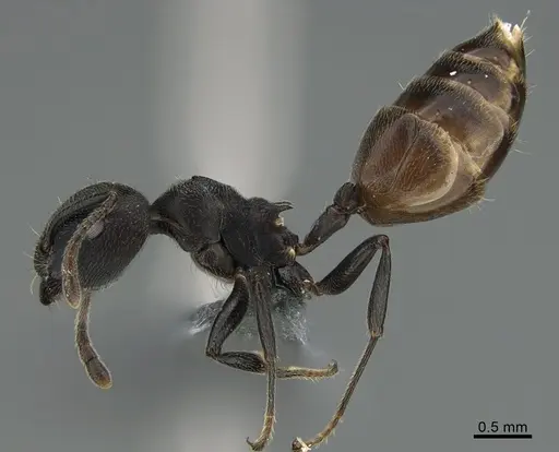 Crematogaster chiarinii specimen CASENT0824852 image casent0824852_3