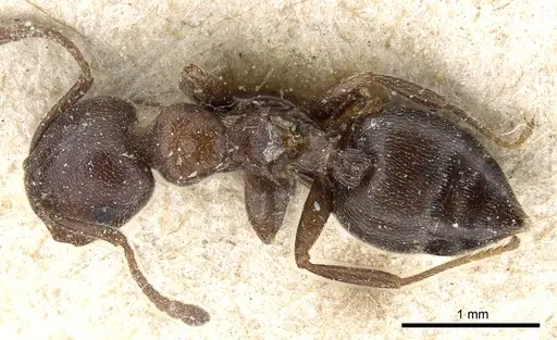 Crematogaster chiarinii specimen CASENT0904518 image casent0904518_1