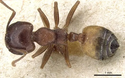 Crematogaster chiarinii specimen CASENT0904519 image casent0904519_1