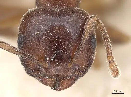 Crematogaster chiarinii specimen CASENT0904519 image casent0904519_2