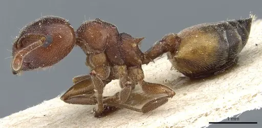 Crematogaster chiarinii specimen CASENT0904519 image casent0904519_3