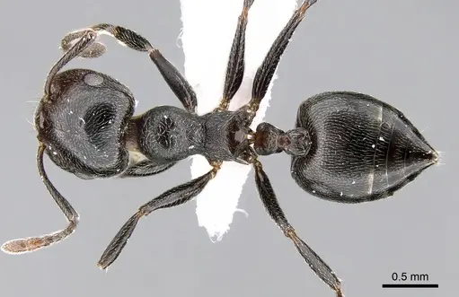 Crematogaster chiarinii specimen CASENT0906369 image casent0906369_1