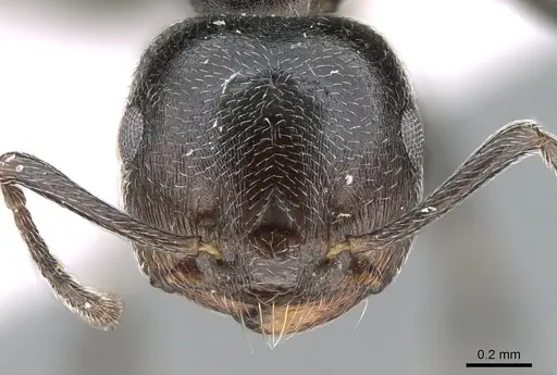Crematogaster chiarinii specimen CASENT0906369 image casent0906369_2