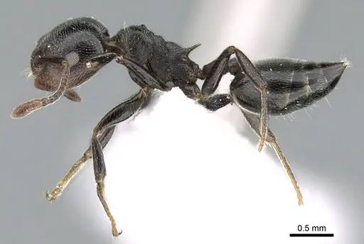 Crematogaster chiarinii specimen CASENT0906369 image casent0906369_3