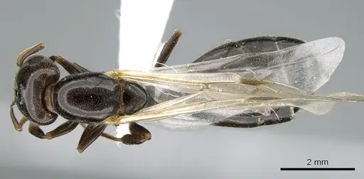 Crematogaster chiarinii specimen CASENT0906370 image casent0906370_1