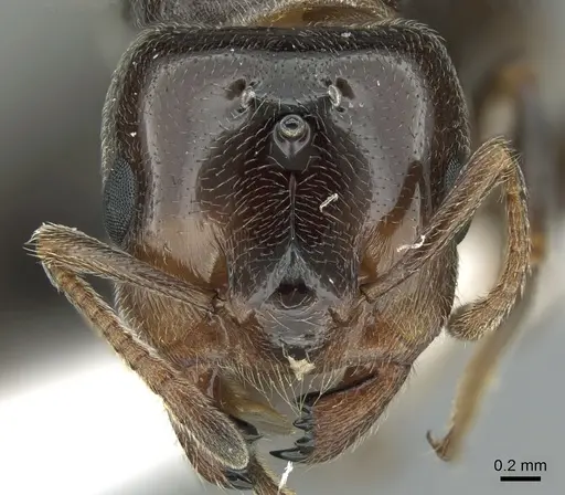 Crematogaster chiarinii specimen CASENT0906370 image casent0906370_2
