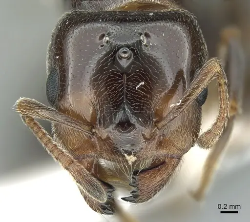 Crematogaster chiarinii specimen CASENT0906370 image casent0906370_3