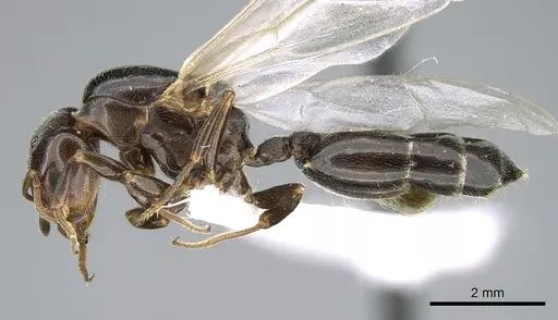 Crematogaster chiarinii specimen CASENT0906370 image casent0906370_4