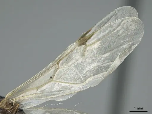 Crematogaster chiarinii specimen CASENT0906370 image casent0906370_5