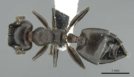 Crematogaster chiarinii specimen CASENT0906371 image casent0906371_1
