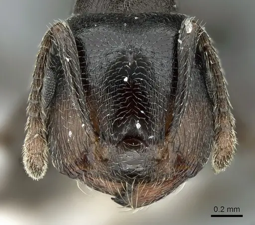 Crematogaster chiarinii specimen CASENT0906371 image casent0906371_2