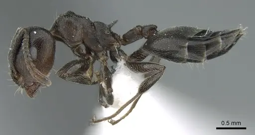 Crematogaster chiarinii specimen CASENT0906371 image casent0906371_3