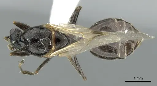 Crematogaster chiarinii specimen CASENT0906372 image casent0906372_1