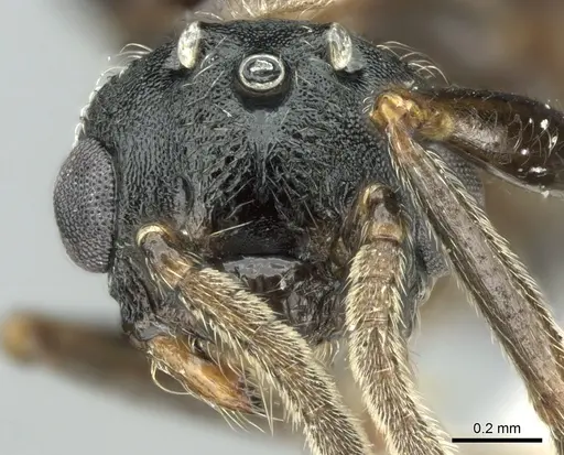 Crematogaster chiarinii specimen CASENT0906372 image casent0906372_2