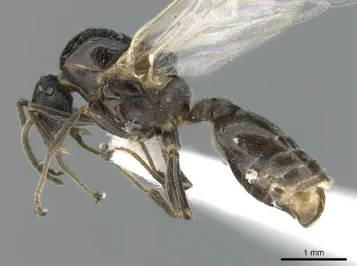 Crematogaster chiarinii specimen CASENT0906372 image casent0906372_3