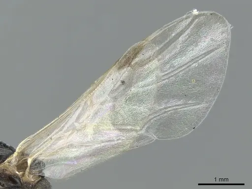 Crematogaster chiarinii specimen CASENT0906372 image casent0906372_4