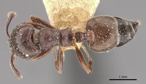 Crematogaster chiarinii specimen CASENT0908513 image casent0908513_1