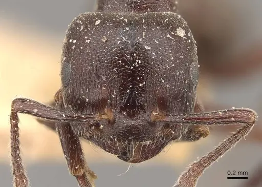 Crematogaster chiarinii specimen CASENT0908513 image casent0908513_2