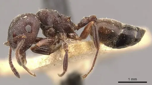 Crematogaster chiarinii specimen CASENT0908513 image casent0908513_3