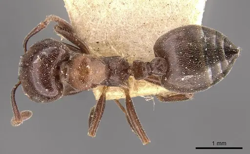 Crematogaster chiarinii specimen CASENT0908514 image casent0908514_1