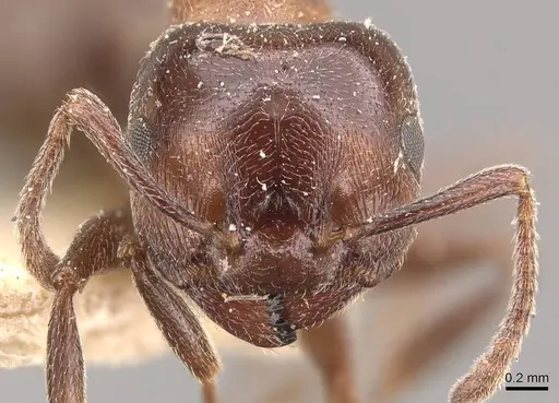 Crematogaster chiarinii specimen CASENT0908514 image casent0908514_2