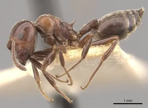 Crematogaster chiarinii specimen CASENT0908514 image casent0908514_3
