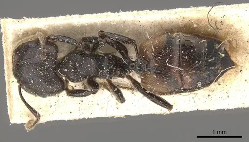 Crematogaster chiarinii specimen CASENT0908515 image casent0908515_1