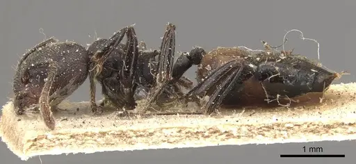 Crematogaster chiarinii specimen CASENT0908515 image casent0908515_3