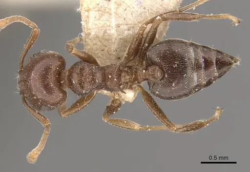Crematogaster chiarinii specimen CASENT0908516 image casent0908516_1