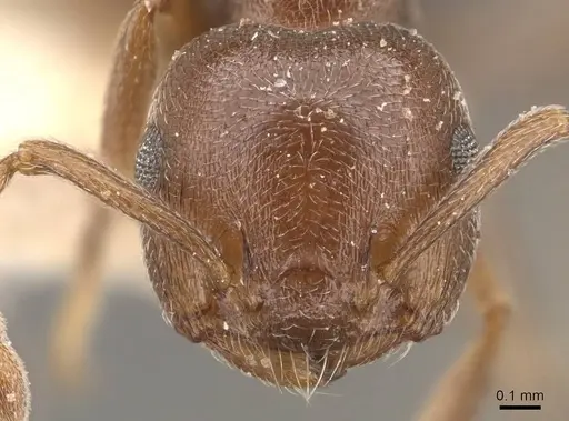 Crematogaster chiarinii specimen CASENT0908516 image casent0908516_2