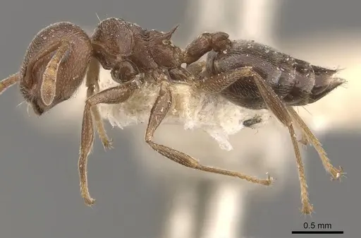 Crematogaster chiarinii specimen CASENT0908516 image casent0908516_3