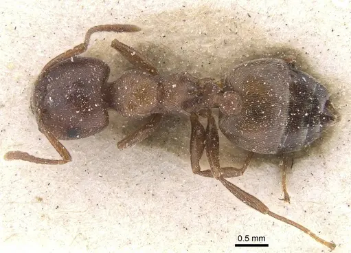 Crematogaster chiarinii specimen CASENT0912659 image casent0912659_1