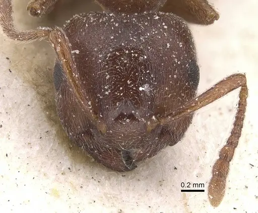 Crematogaster chiarinii specimen CASENT0912659 image casent0912659_2