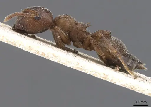 Crematogaster chiarinii specimen CASENT0912659 image casent0912659_3