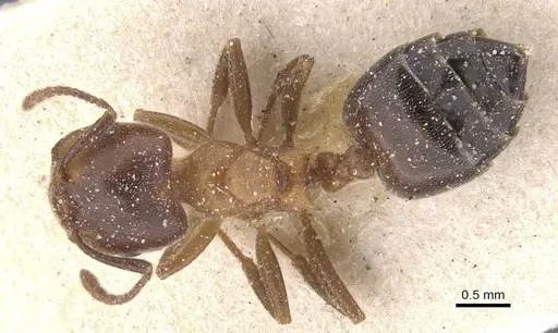Crematogaster chiarinii specimen CASENT0912660 image casent0912660_1