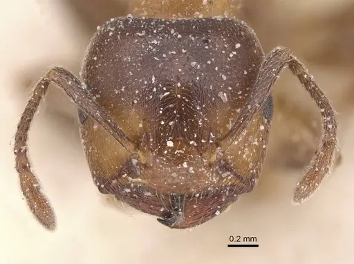 Crematogaster chiarinii specimen CASENT0912660 image casent0912660_2