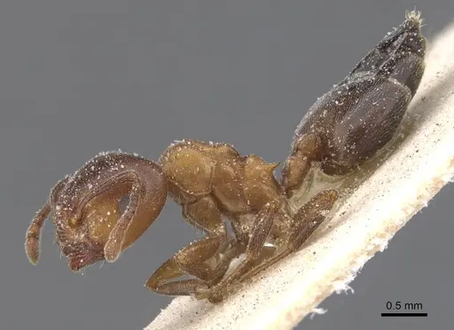 Crematogaster chiarinii specimen CASENT0912660 image casent0912660_3