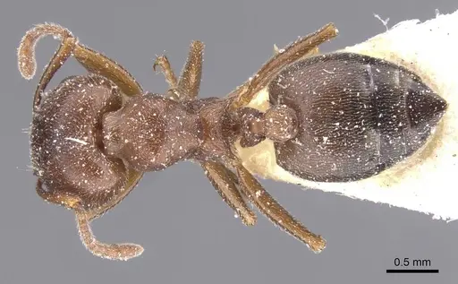 Crematogaster chiarinii specimen CASENT0912661 image casent0912661_1