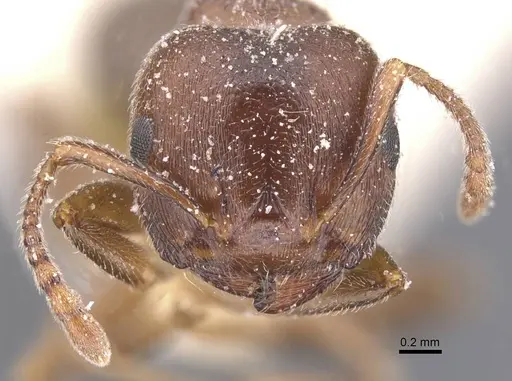 Crematogaster chiarinii specimen CASENT0912661 image casent0912661_2