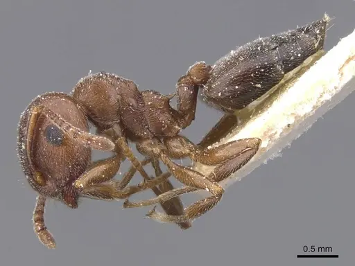 Crematogaster chiarinii specimen CASENT0912661 image casent0912661_3