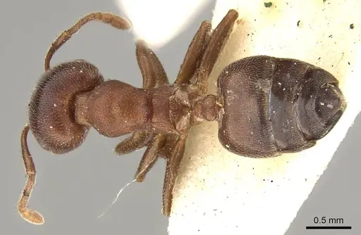 Crematogaster chiarinii specimen CASENT0914287 image casent0914287_1