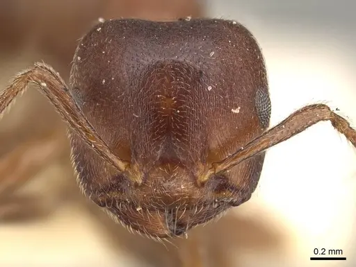 Crematogaster chiarinii specimen CASENT0914287 image casent0914287_2