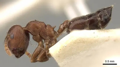 Crematogaster chiarinii specimen CASENT0914287 image casent0914287_3